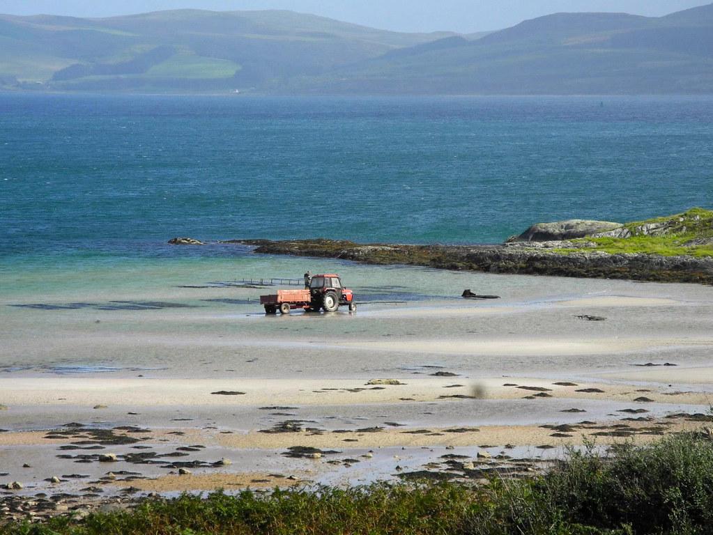 Gigha oysters